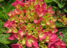 124658-2_hydrangea-macrophylla-rebellion-dark-pink-love-20240707-1-e1724041579873 — kopiya
